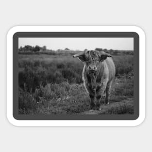 Rural Zen: Captivating Cow in Black & Gray Sticker